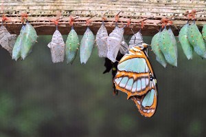 bigstock-Rows-Of-Butterfly-Cocoons-47629327