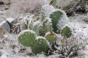 bigstock-Frozen-Cactus-1186367(1)